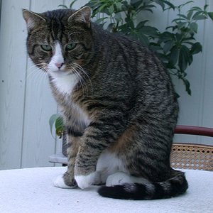 Der Kater bin ich...