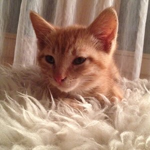 Figaro schläft gerne auf unserem Lammfell