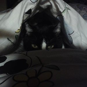 ich bin der Schrecken der die Nacht durchflattert