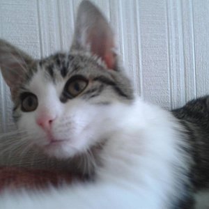 kämpfen ihre stärke