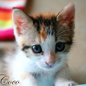 Coco