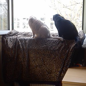 beiden muschis am gaffen :D