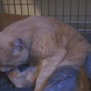 merlin nach seiner op (kreuzbandriss)