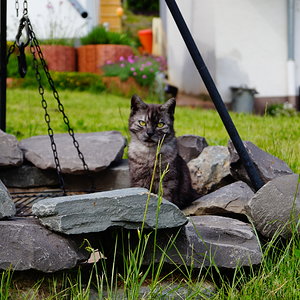 Katze im Grill, nicht darauf!