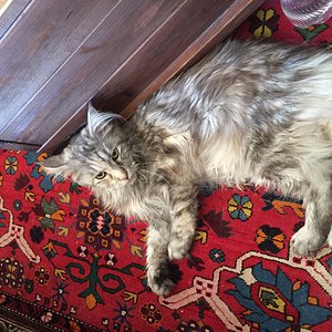 Snowdrop "Snowy", Main Coon Dame