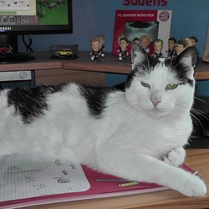 Frauchen muss nicht an den Rechner - ich bin wichtiger