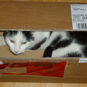 Kater und Karton....