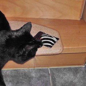 Kissen mit Katzenminze - er liebt es...