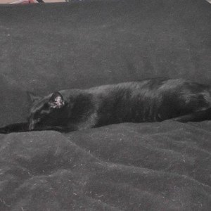 schwarzer Kater und schwarze Decke = Tarnung ist alles ;-)