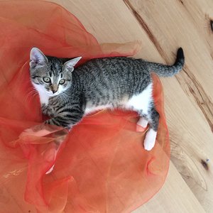 Carlotta (gestorben am 08.09.2015)