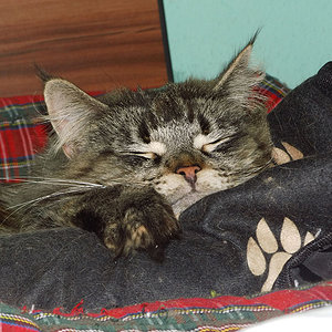 Die schlafende Diva!