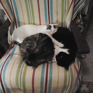 Frida, Bengi & Mimi  gemeinsam schlafen  2014 02 20 22.36.31