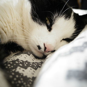 Kaethchen - Unsere süße serbische Bauernhofkatze