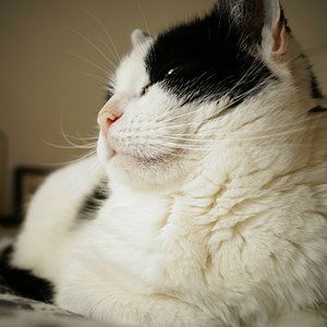 Lena - Unsere Goldige