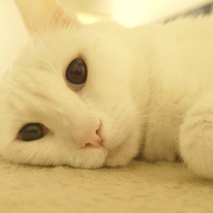 Luna ganz verträumt