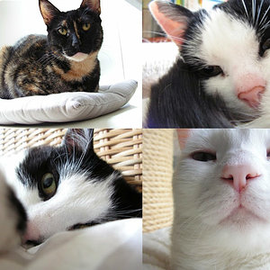 Unsere 4 Katzen