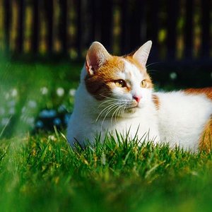 Er könnte glatt im Katzenkalender landen ;)