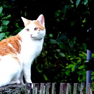 Die beste Aussicht hat man immer noch vom Gartenzaun