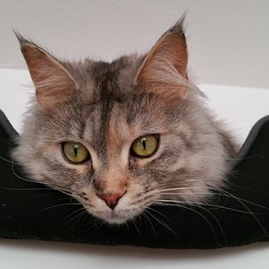 Von hier oben kann ich ALLES sehen! Gut dass mein Katzenbett hier oben auf der Vitrine steht..