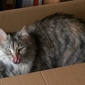 Mh, diese Leckerlis in der Raschelbox sind lecker.