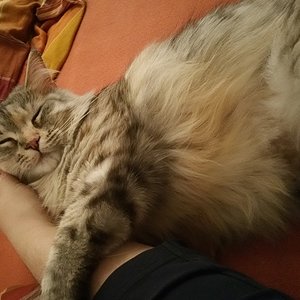 Das Beste am Menschen-Bett sind die Streicheleinheiten :)