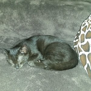 auch das Sofa war wohl bequem