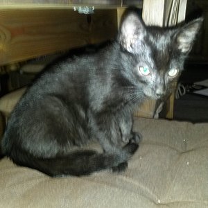 ich bin es, Simba....leider total krank und mager