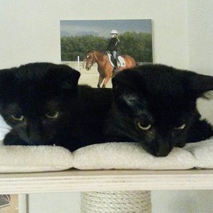 oh je, Dosi hat das laute Staub-Monster wieder dabei