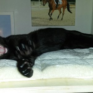 Simba: will kein Foto !!!!!!!!!!!!!