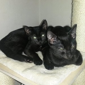 und wieder mal krank...