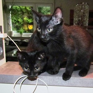 Telefonieren wird überbewertet!