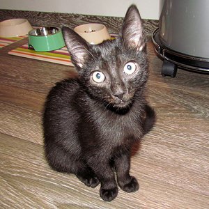 Hallo Dosi, krieg ich was zu essen ??