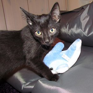 ich setze mich gern in Pose....(ausser, wenn ich schlafen will)