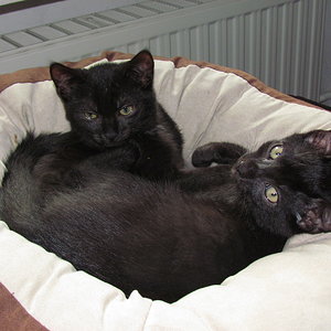 schon wieder diese Paparazzi