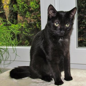 Baghi, 5 1/2  Monate alt, nun schon etwas kleiner als Simba !