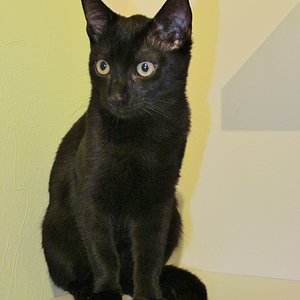 Simba mit 5 Monaten, Gewicht fast verdreifacht