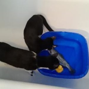 Weihnachtsessen der Katzen: Regenbogenforelle