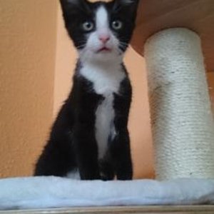 Findus`erster Tag bei uns