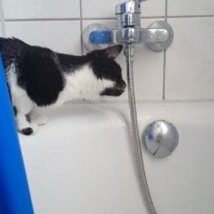 Minze entdeckt Wasser aus dem Hahn