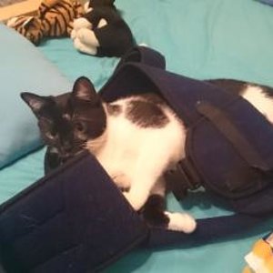 Minze trägt meine Armbandage mit Begeisterung.