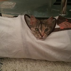 Ein Tag an dem Madame nicht mindestens 15 Mal durch den Rascheltunnel gestürmt ist, ist kein guter Tag.