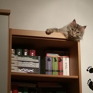 Katzen und hohe Orte - eine unendliche Liebesgeschichte.