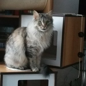 Neuer, robuster Kratzbaum für das kleine Coonie-Monster das den alten trotz Deckenspanner und Dübel in der Wand umgeschmissen hat ;)