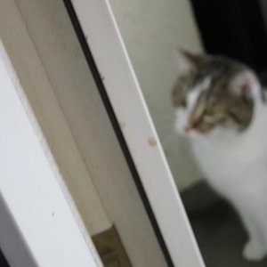 Erster Besuch auf dem Balkon, er war vorher in einer Wohnung ohne Balkon