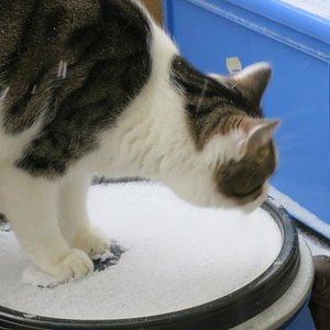 ui gibt ja nasse Pfoten