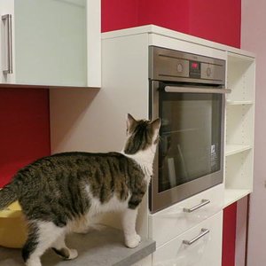 Inspektion der neuen Küche