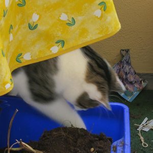 ich liebe Blumenerde