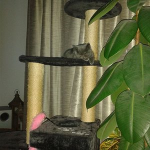 mit 11 Wochen und sein erste Abend bei uns :)