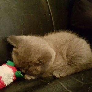 ich bin müde, alles zu anstrengend