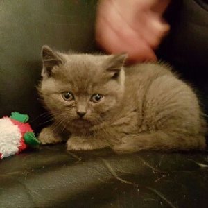 Streicheleinheiten sind beruhigend